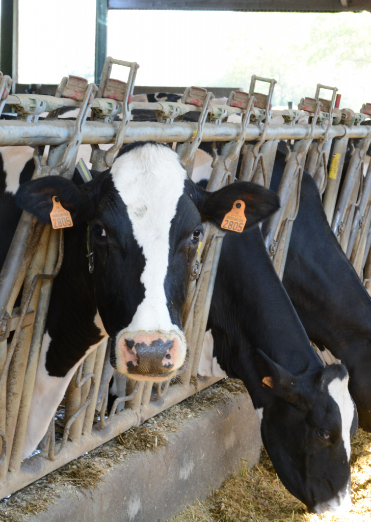 Improve feed palatability - Nor-Feed