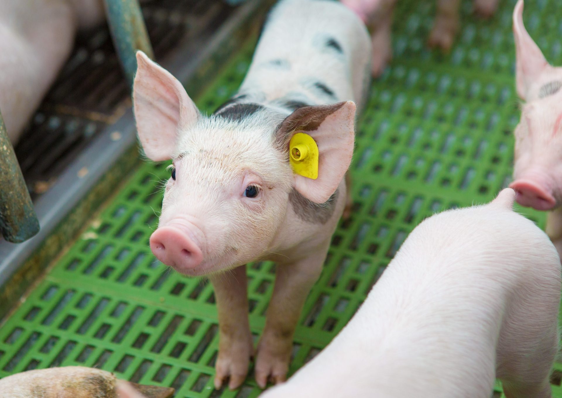 pink pigs on the farm