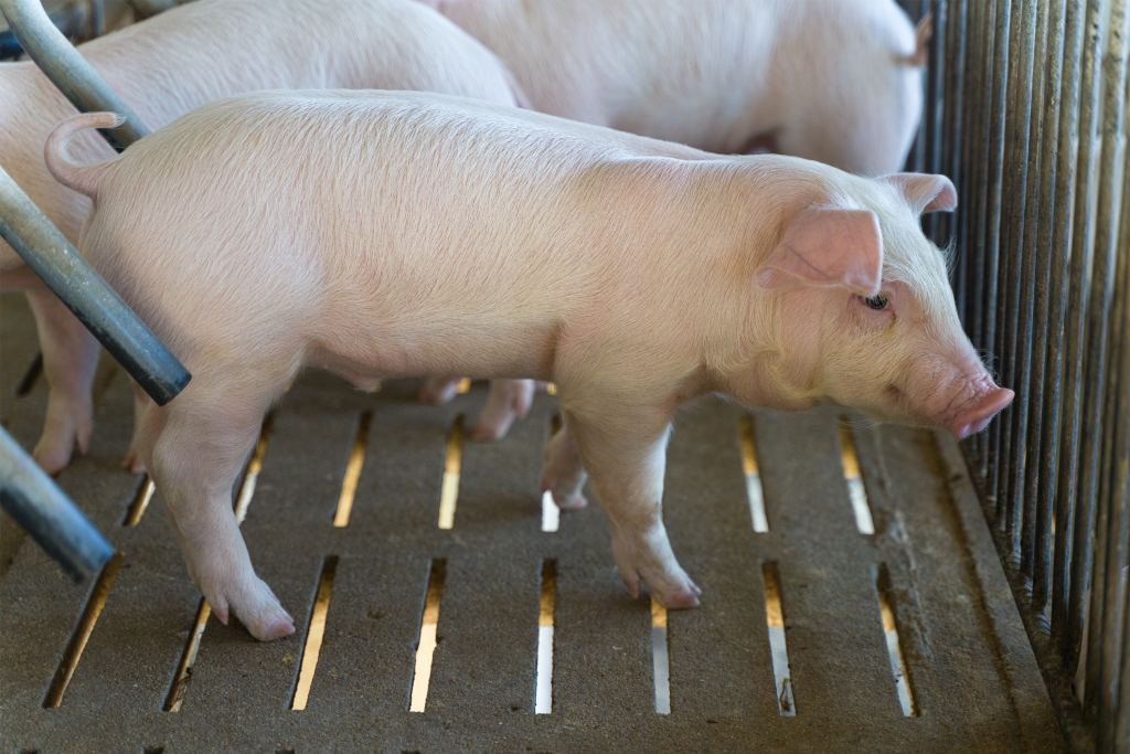 piglet