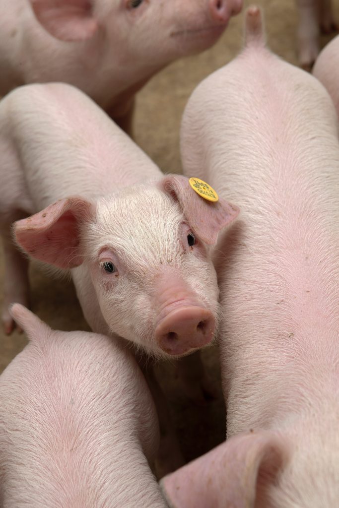 group,of,piglets,in,stable.,pig,breeding,in,the,netherlands