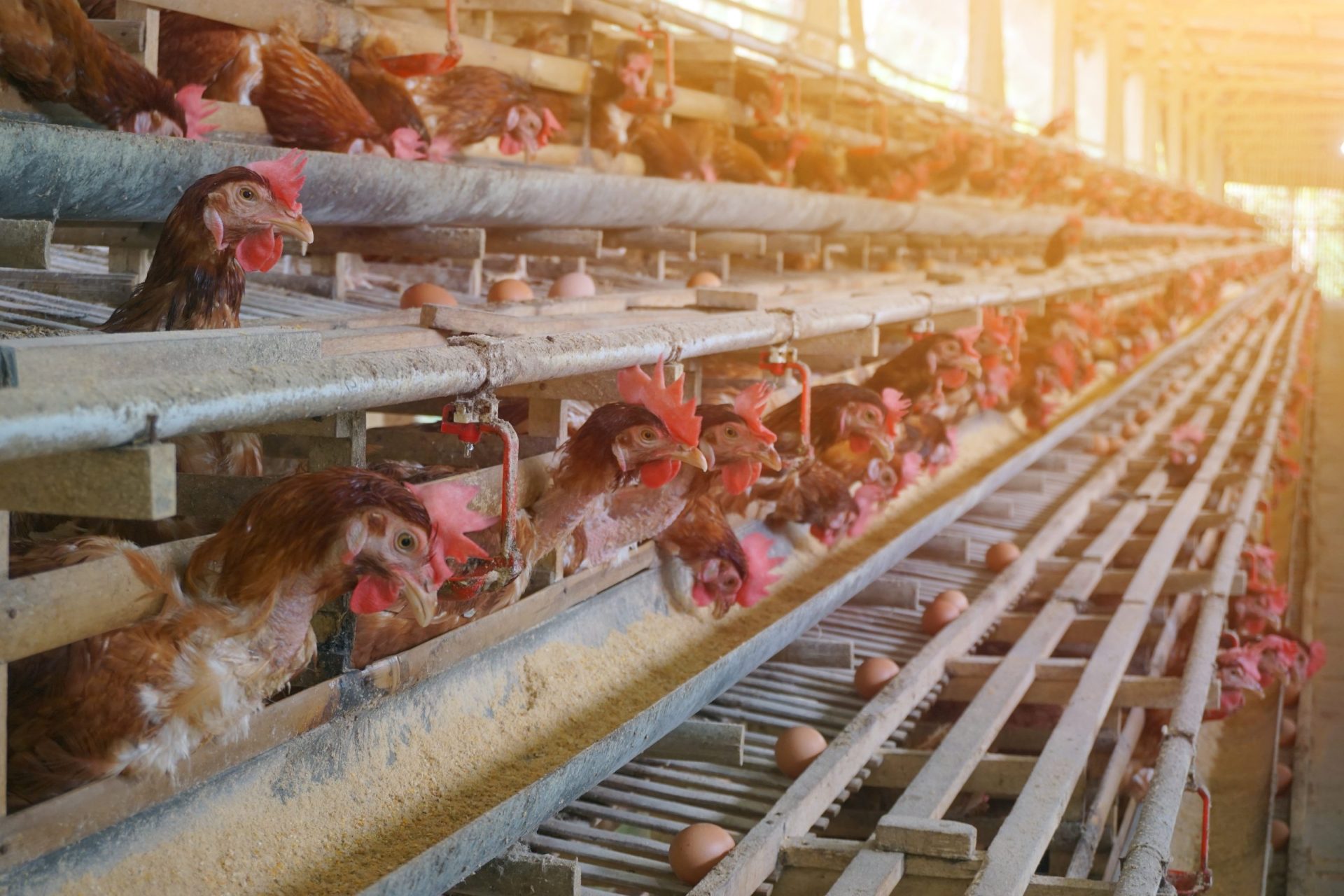 modern,poultry,farm.,lots,of,chickens,in,the,hangar.,feed