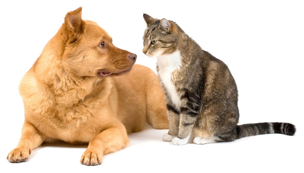 dog and cat on white background