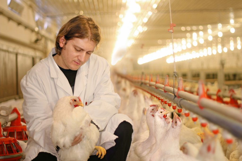 vet working on the chicken farm