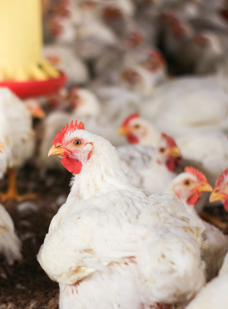 broiler coccidiose