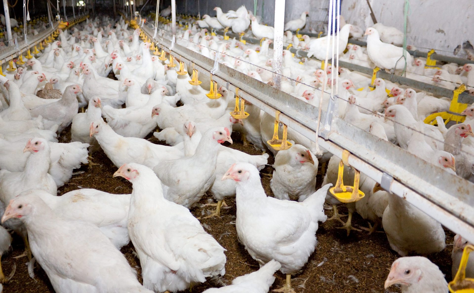 chicken broilers. poultry farm