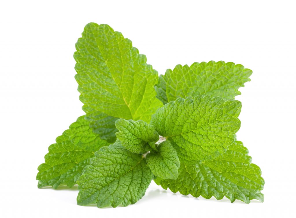 lemon balm