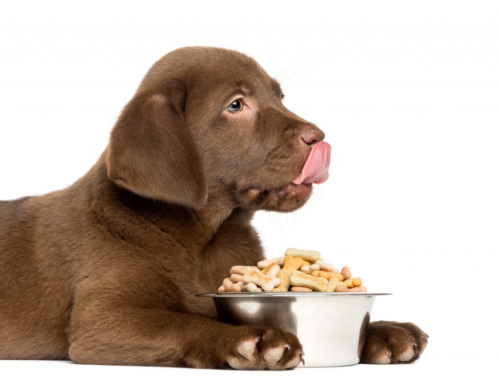 close up of a labrador retriever puppy with full dog bowl, licking his lips 2 months old, isolated on white