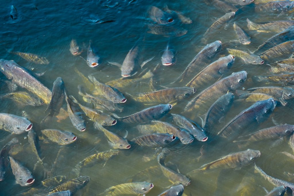 nile tilapia in the pond is rising to get oxygen air on the surf