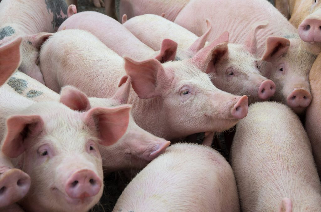 livestock breeding. the farm pigs.