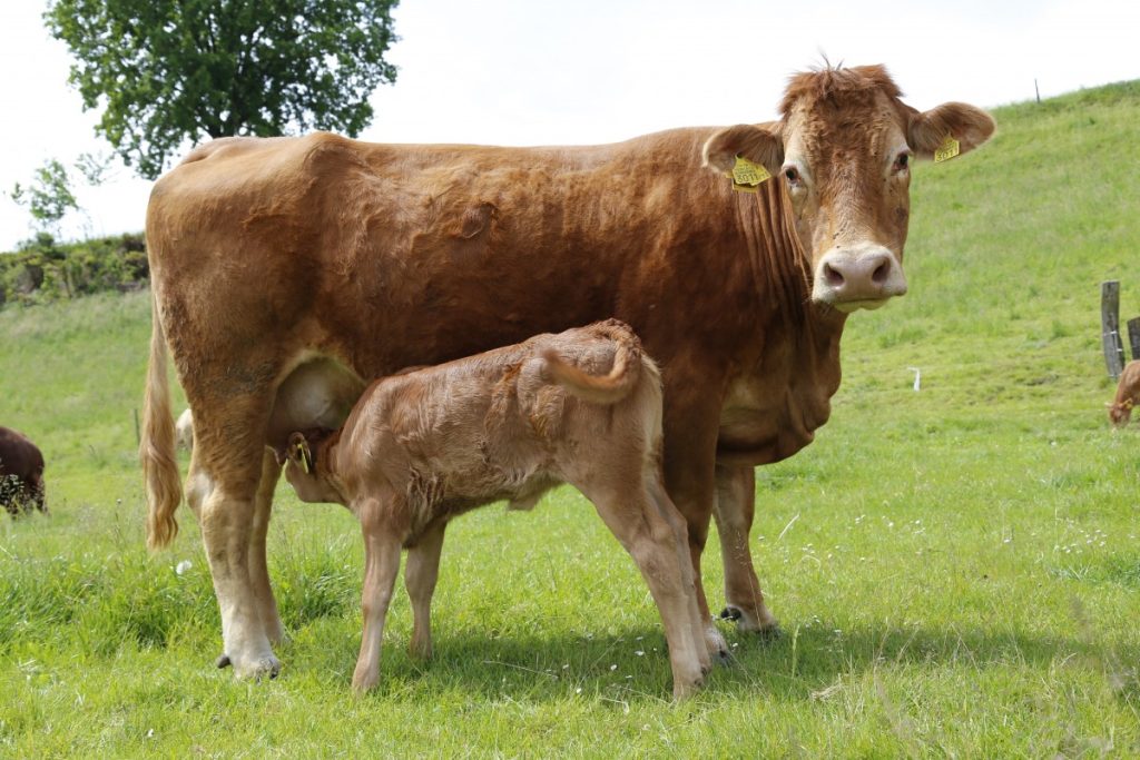 cow calf suckler beef pasture livestock suckle cattle 781597.jpg!d (pxhere)