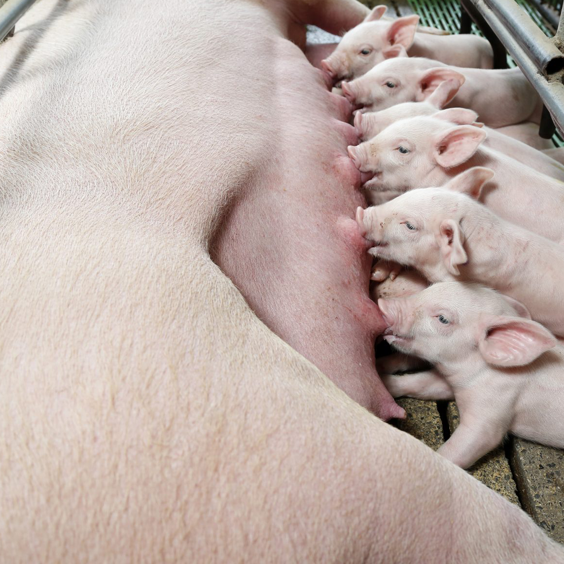 thumbnail ng lactating sow article