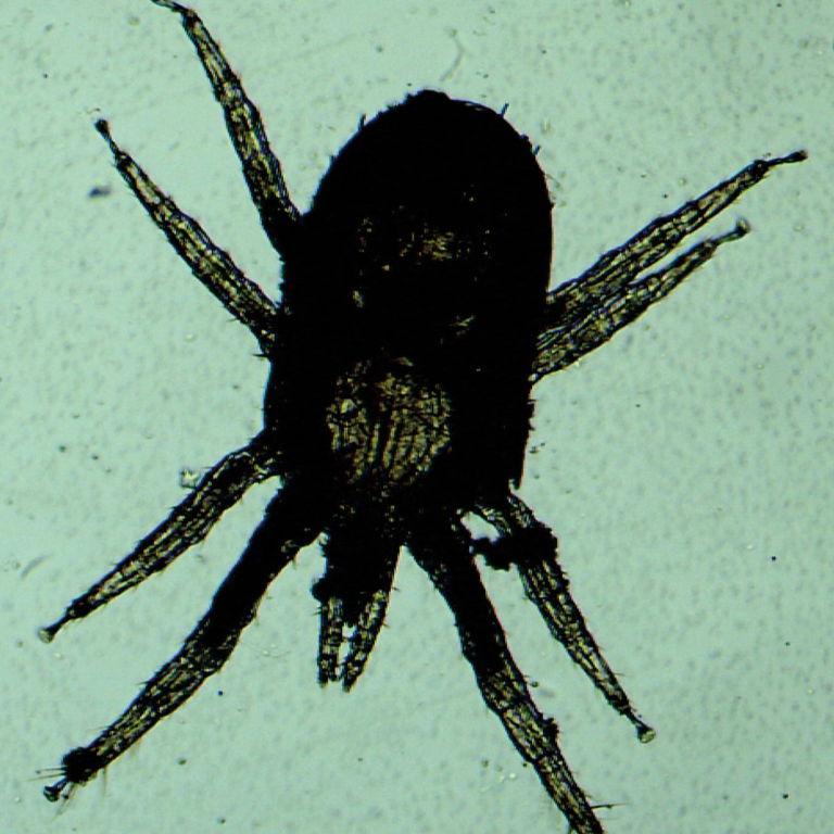 NorMite® Complementary feed based on repellent essential oils