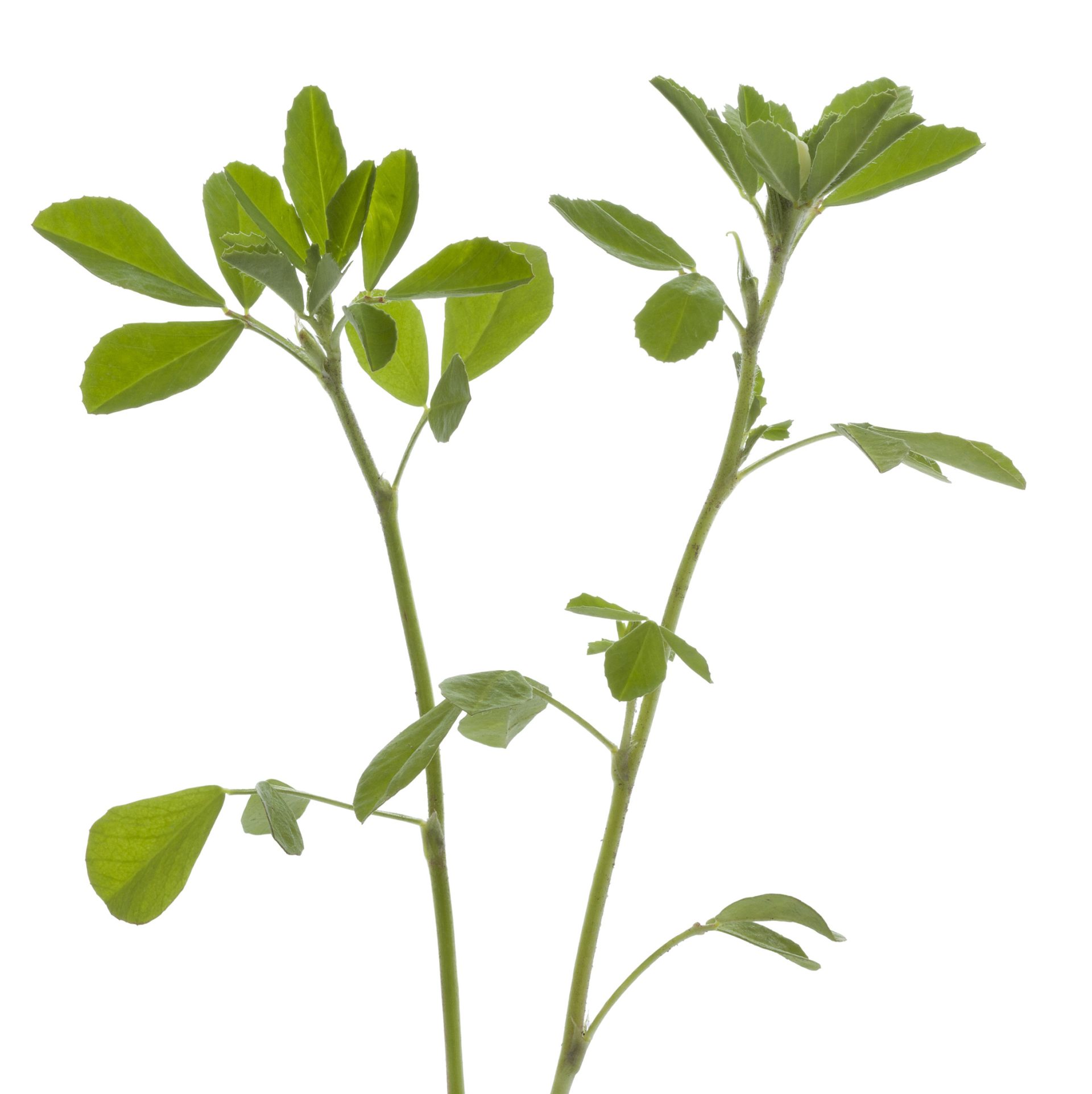 twig of fenugreek on white background