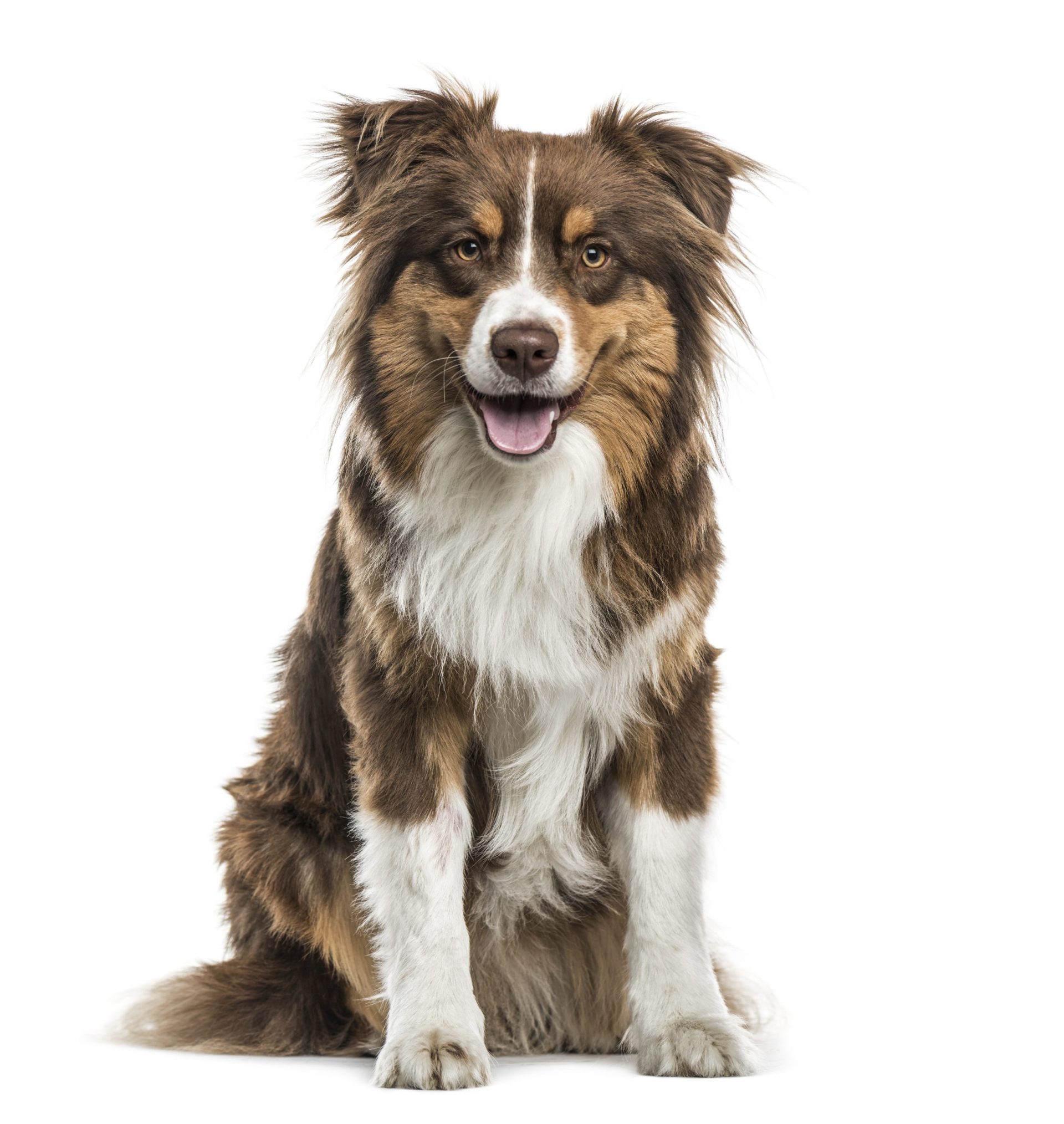 australian shepherd sitting and panting, isolated on white