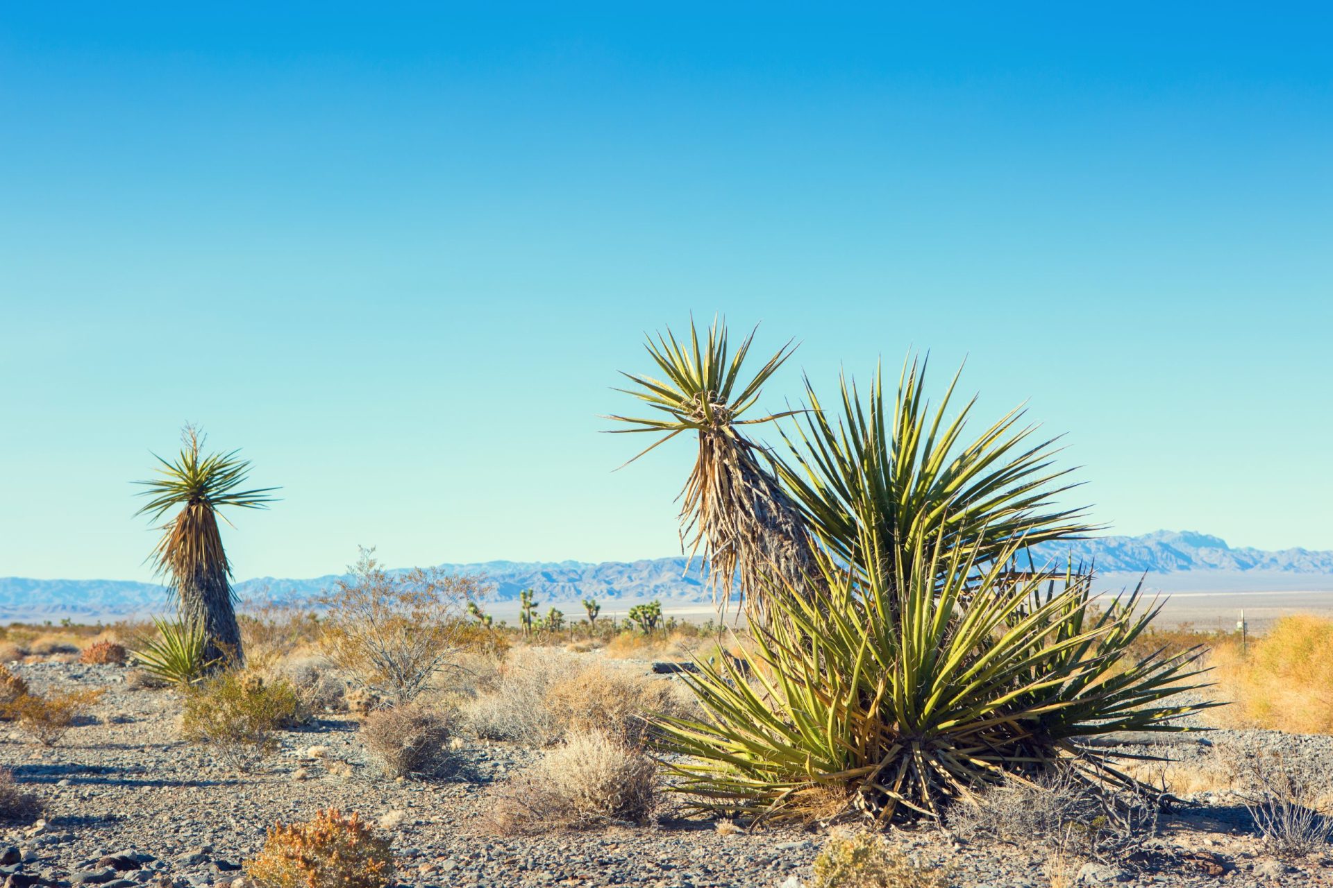 yucca schidigera (mojave yucca) in the mojave deserte, california, united states.