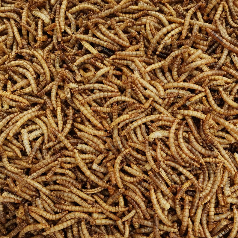 mealworm article thumbnail