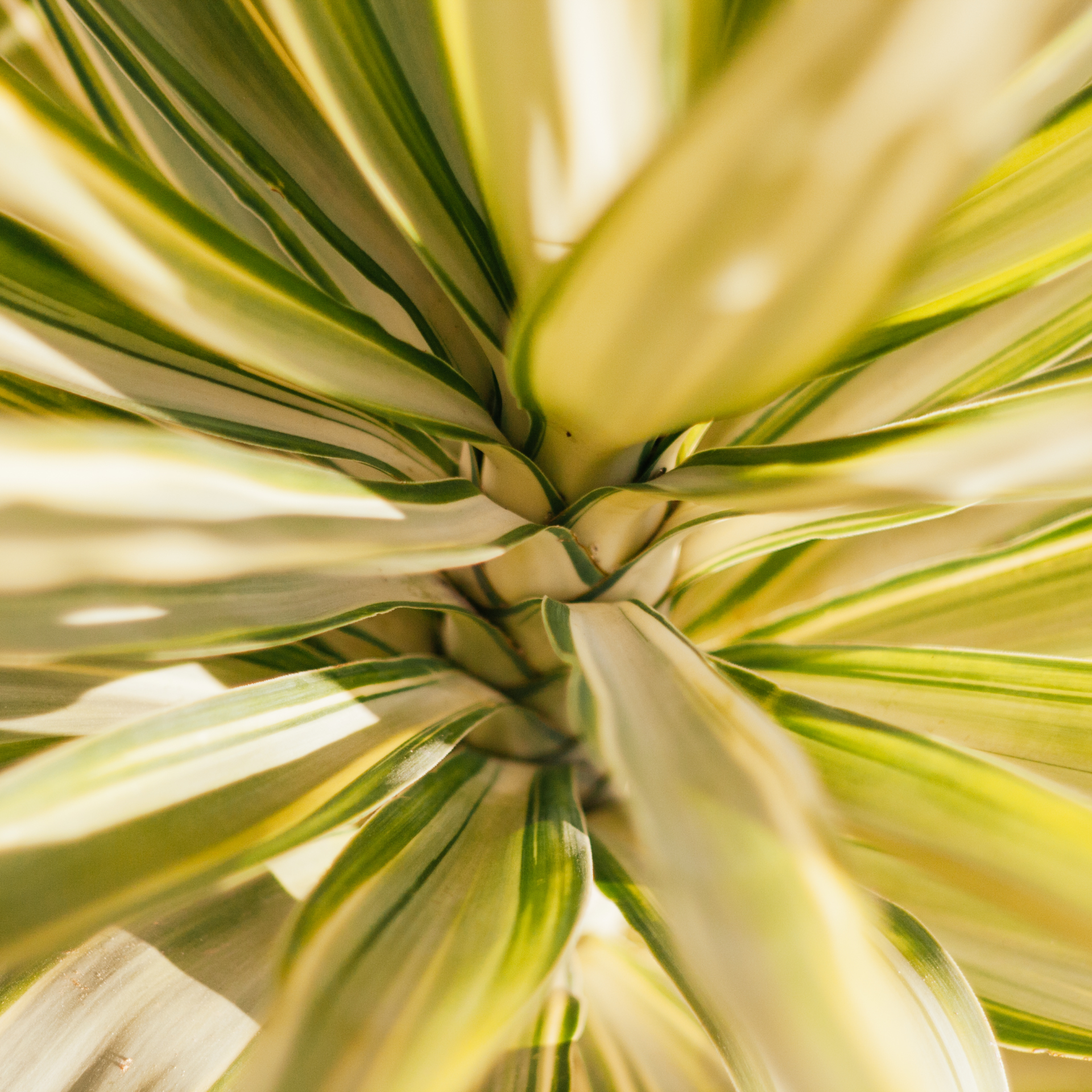 Can a blend of saponin-rich plants replace Yucca Schidigera to