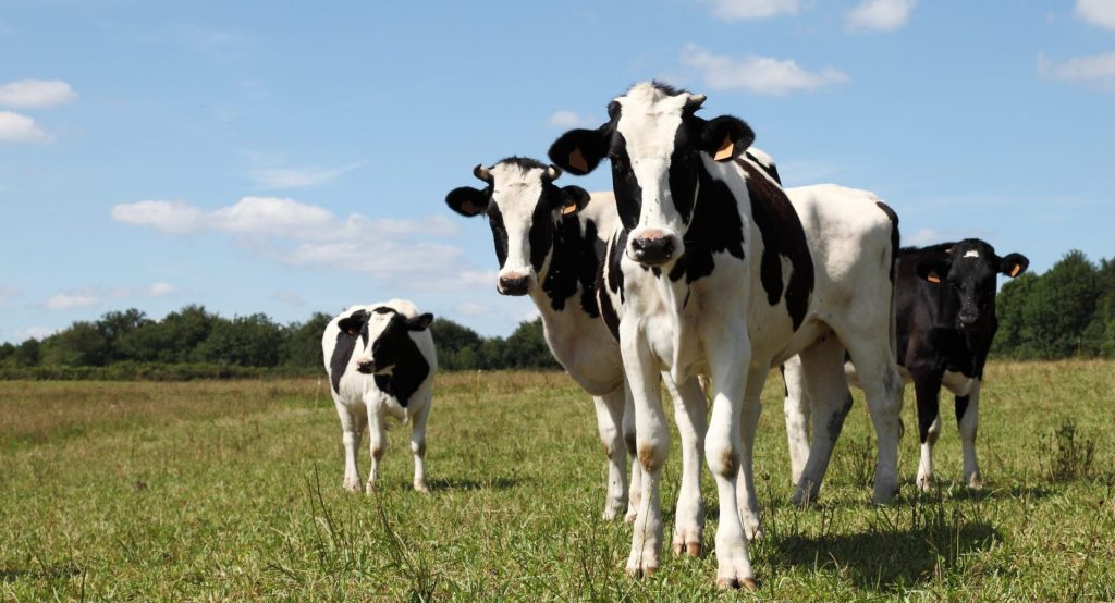 black and white dairy cows heifers