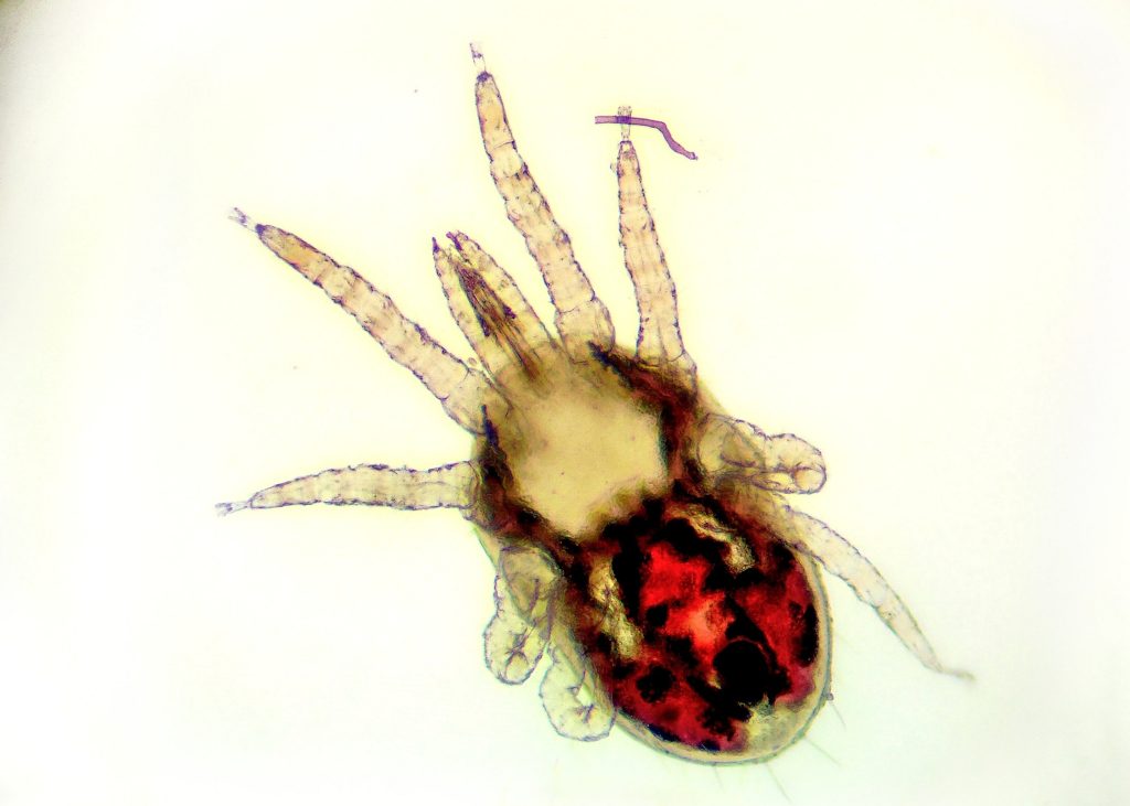 detail of the red poultry mite (dermanyssus gallinae) under the