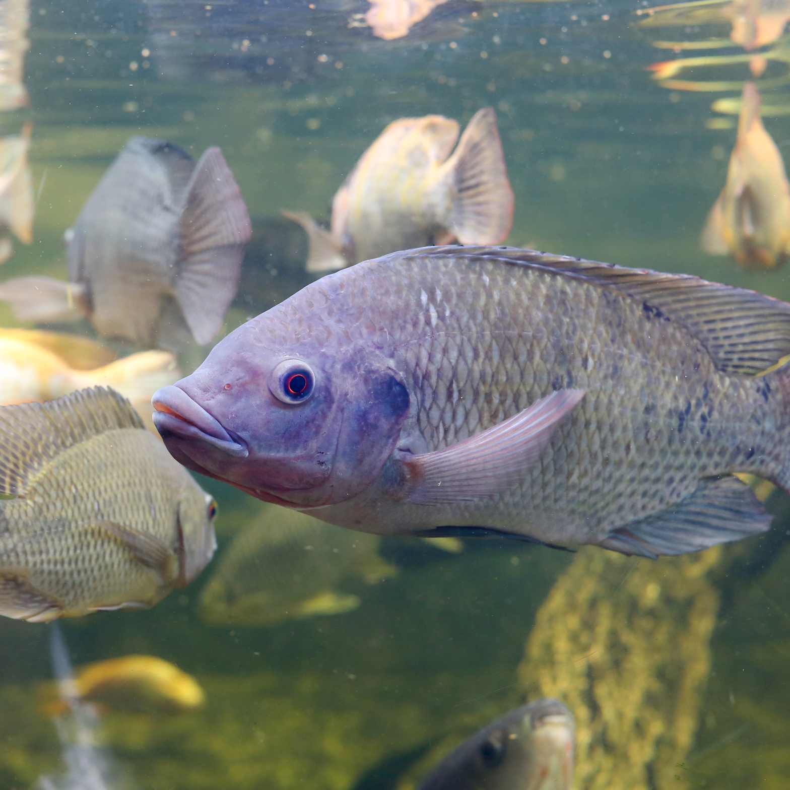 thumbnail tilapia nsab article