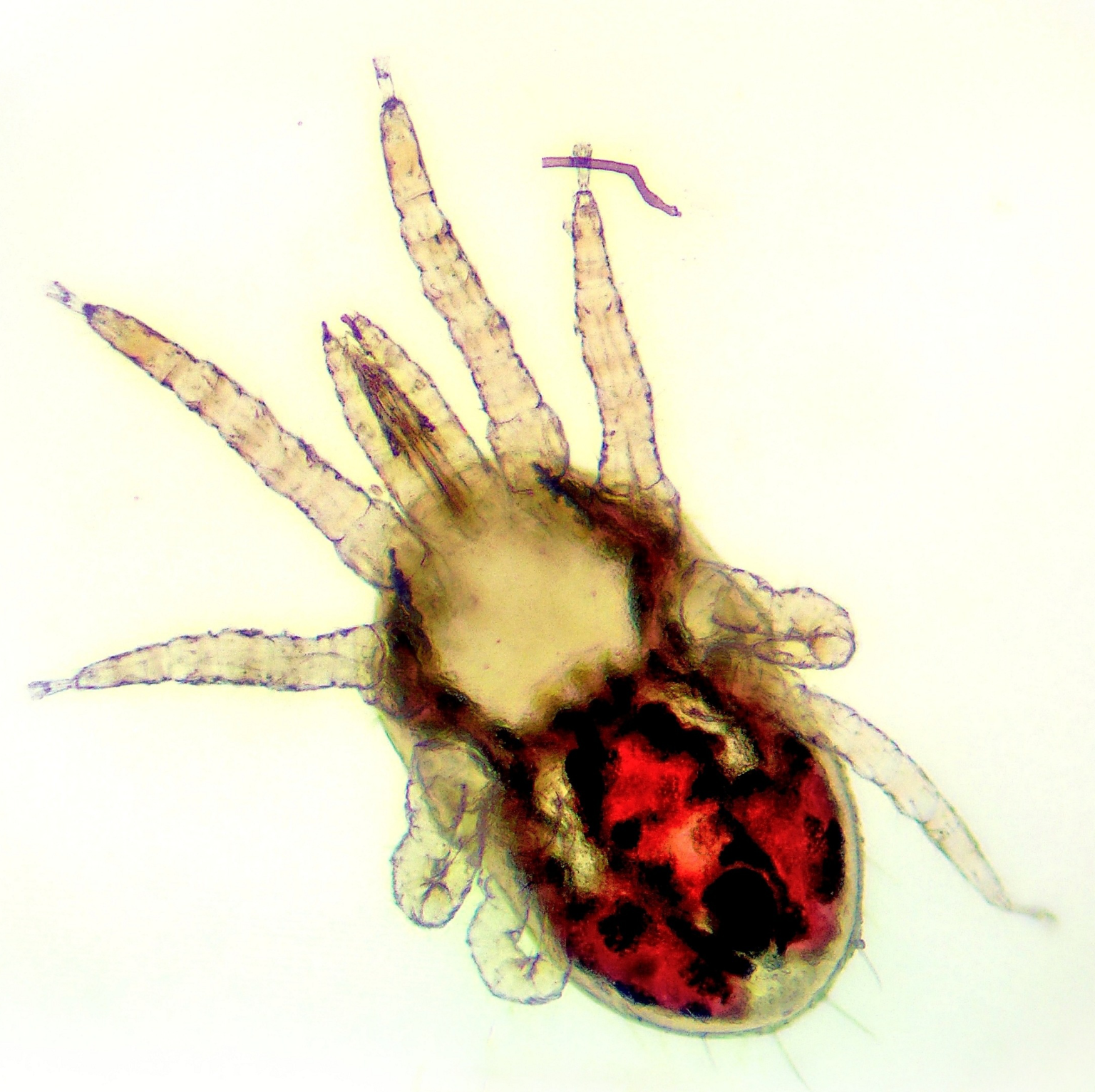 Nor-Mite® – Nor-Feed