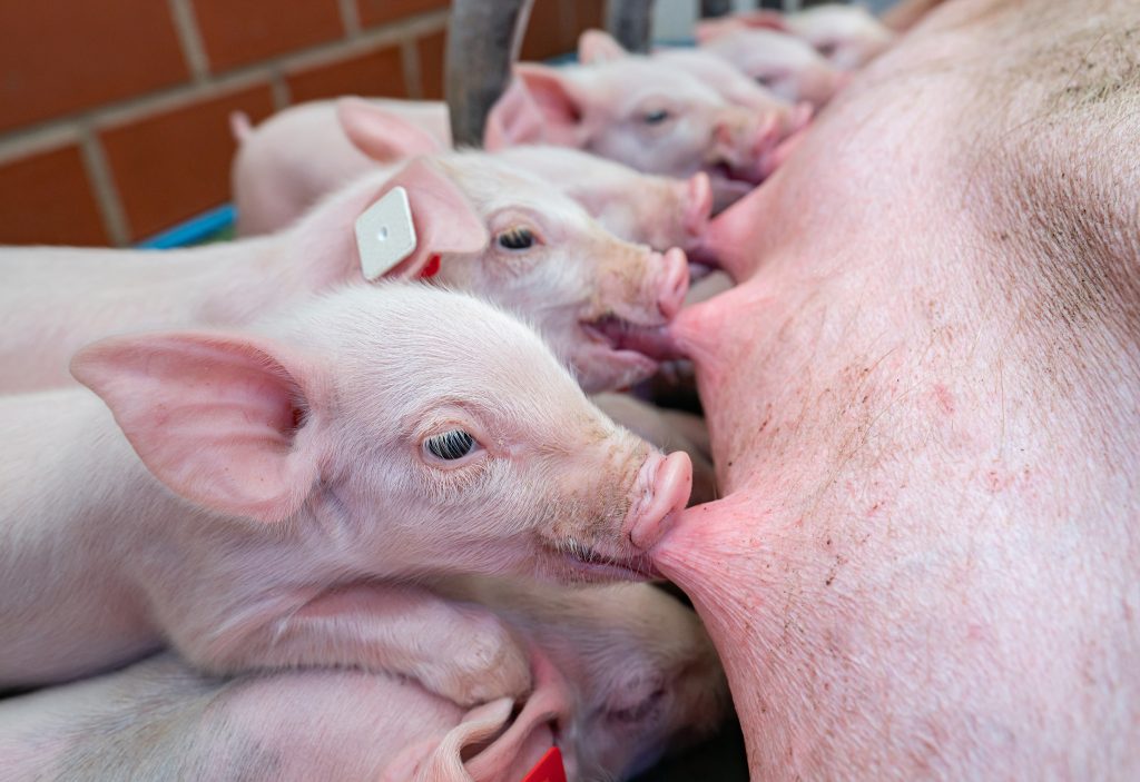 kleine ferkel saugen am gesäuge der muttersau, nahaufnahme.