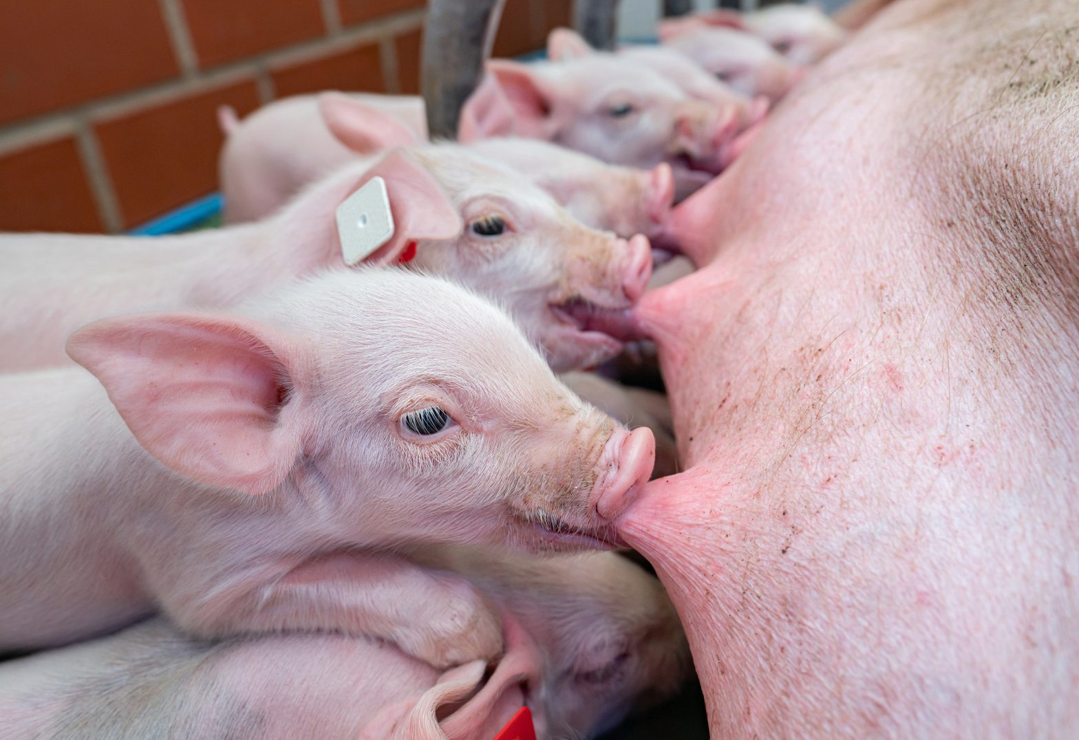 Colostrum quality an essential aspect to improve piglet's performance