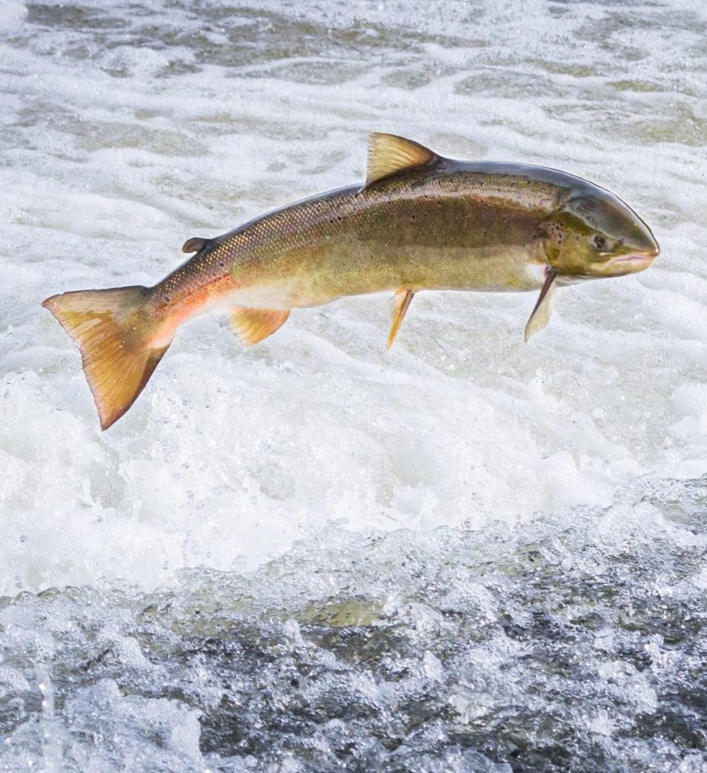an atlantic salmon (salmo salar) jumps out of the water at the s