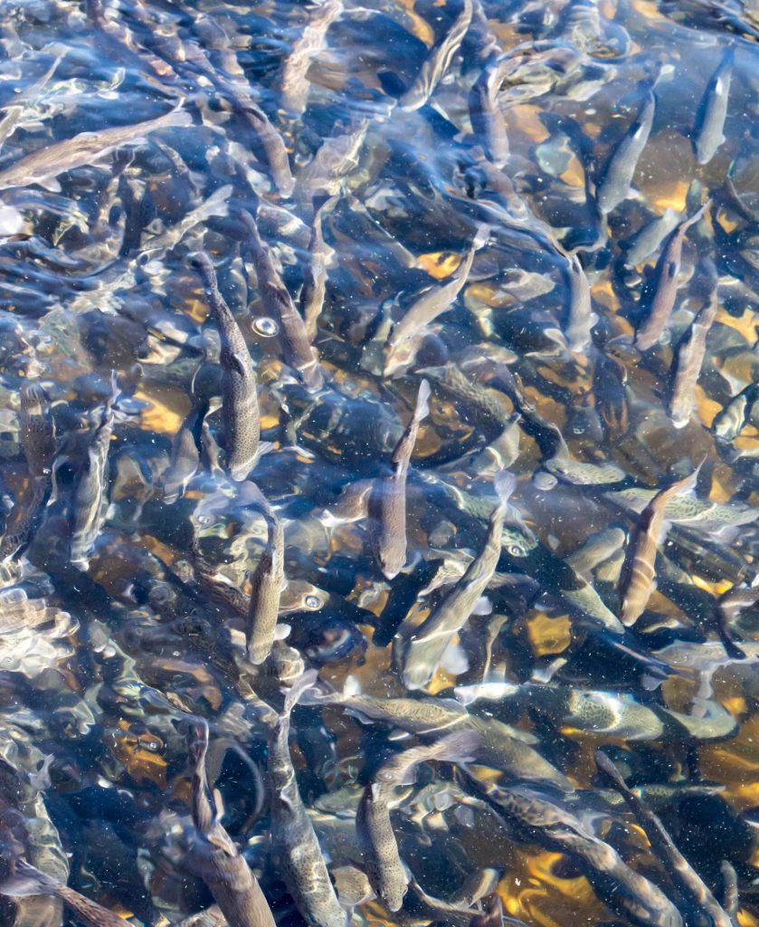 dense trout in a colorado fish farm