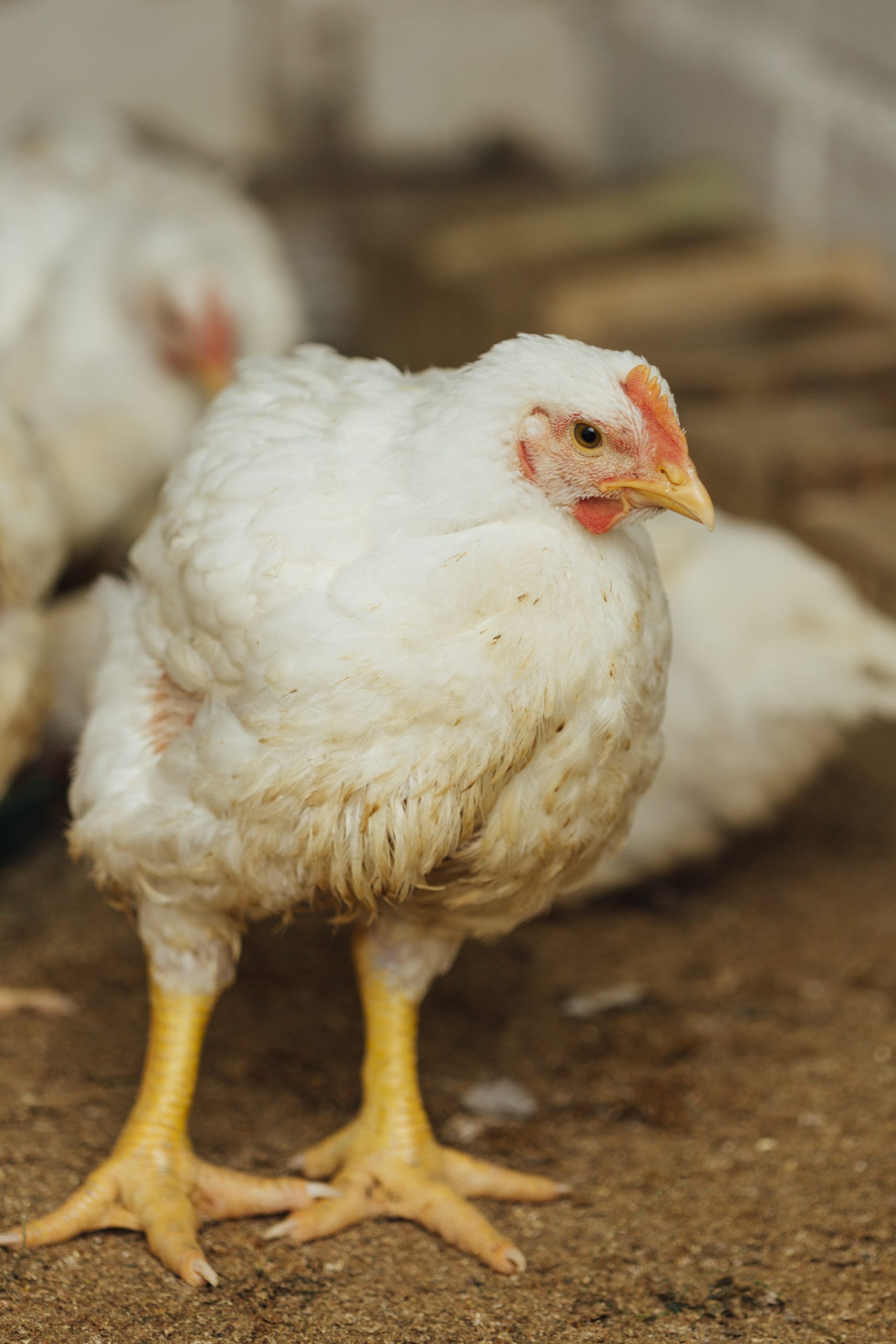 close up chicken pen