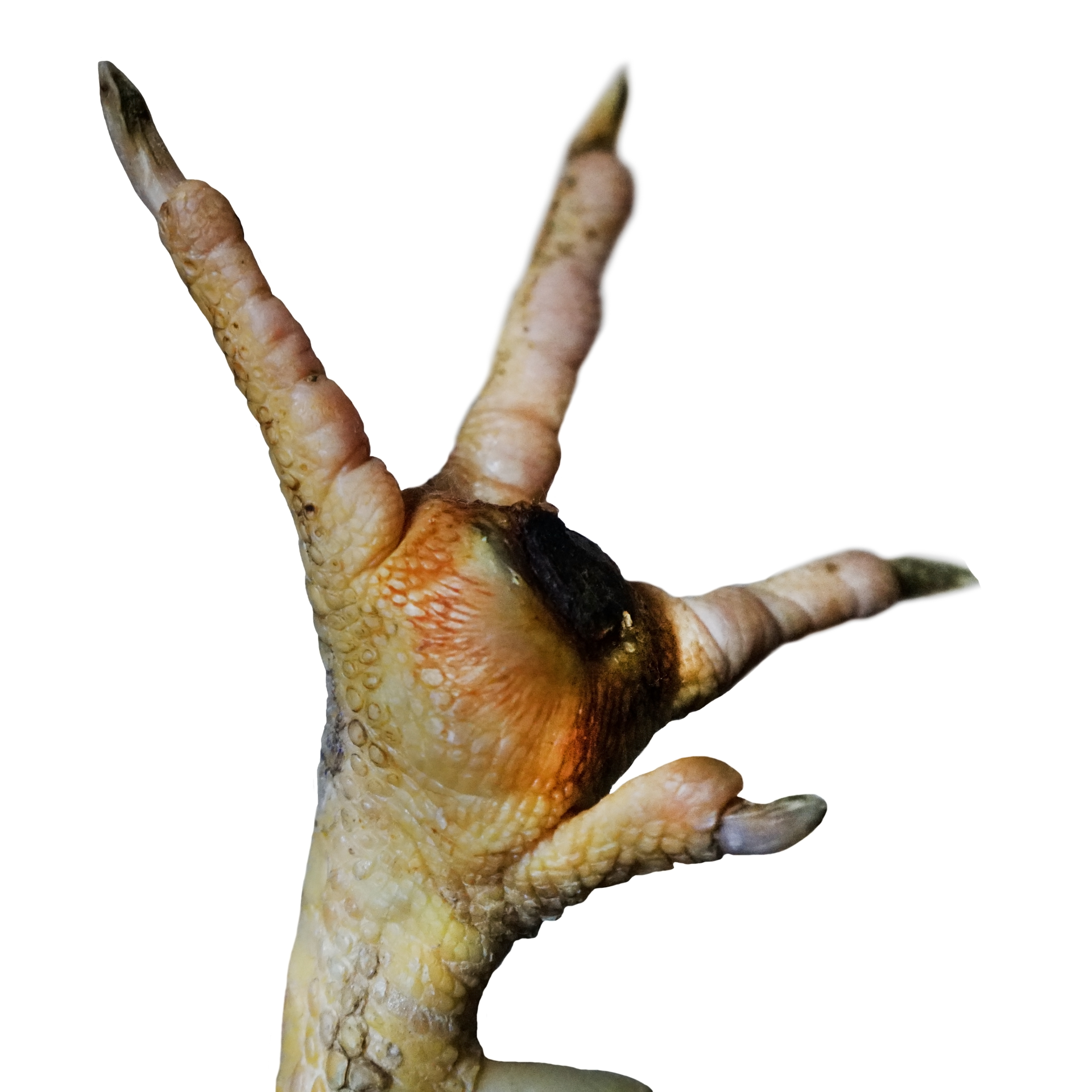 Réduction de l'occurrence de la pododermatite chez les poulets de chair ...