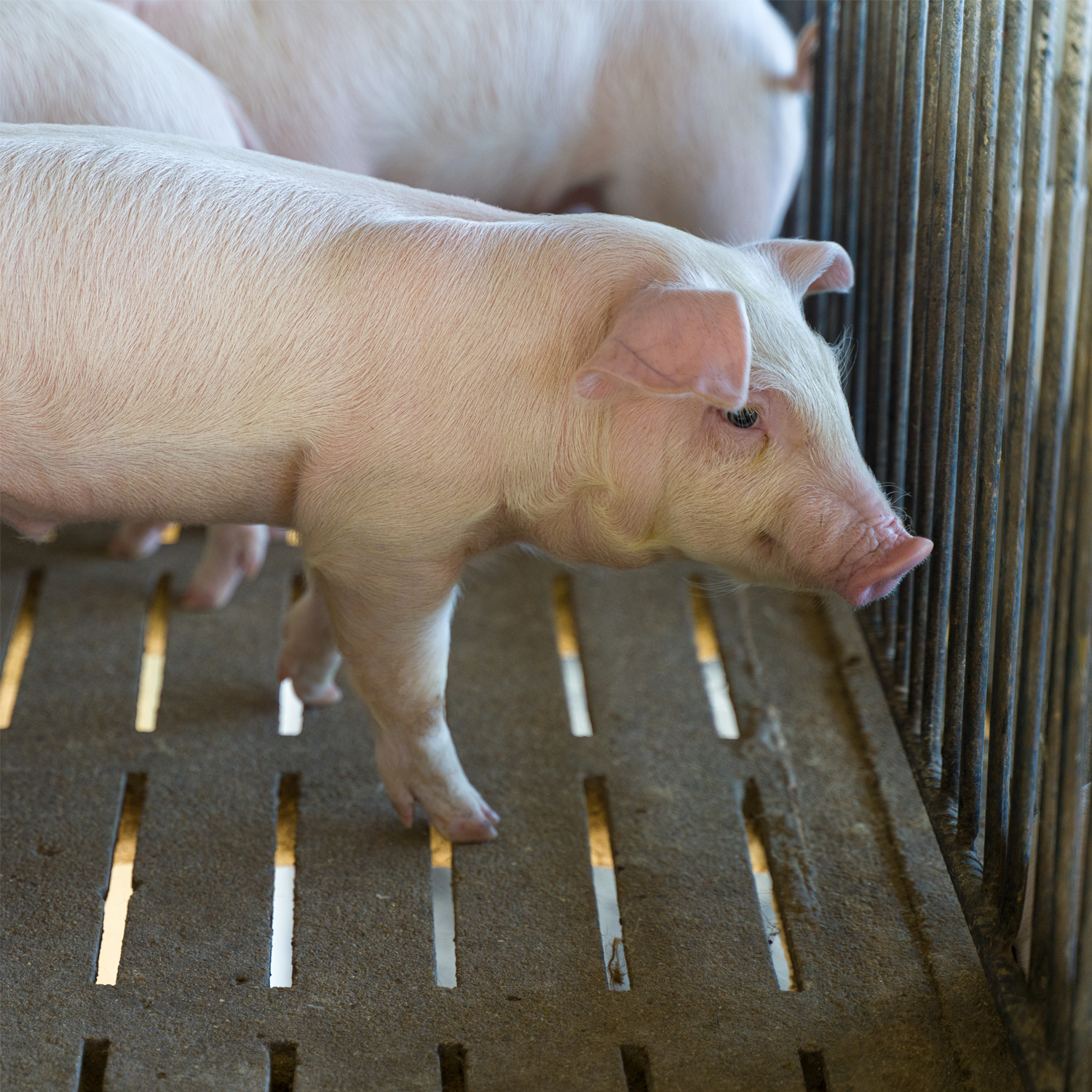 thumbnail piglet weaning article