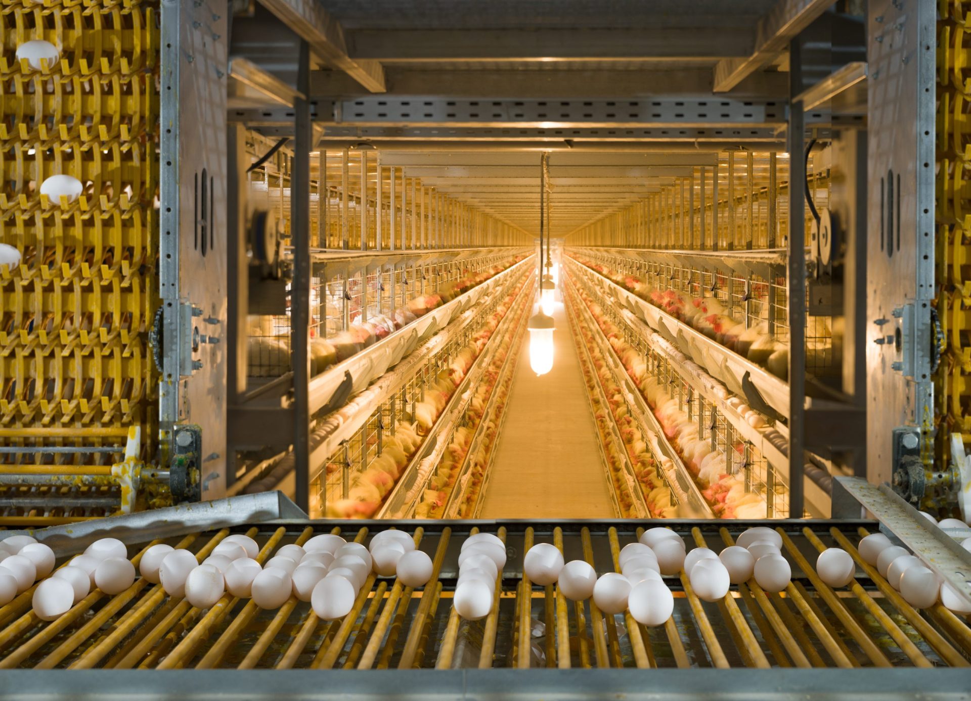 waterfall,type,egg,collection,system.,fully,automatic,egg,collection,system.
