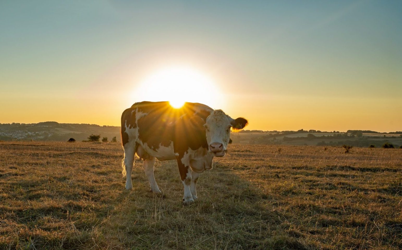 single,cow,making,the,best,of,the,near,drought,conditions